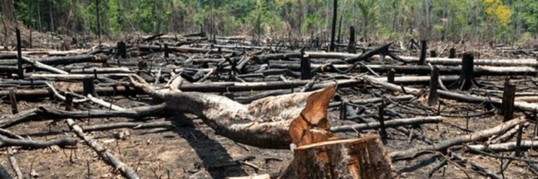 Read more about the article Deforestation